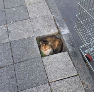 Illustration de l'article : 20 photos de chats qui ont agi de manière inattendue et hilarante