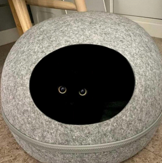 Illustration de l'article : 20 photos de chats qui ont agi de manière inattendue et hilarante