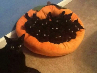 Illustration de l'article : 20 photos de chats qui ont agi de manière inattendue et hilarante