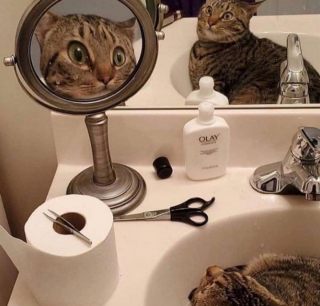 Illustration de l'article : 20 photos de chats qui ont agi de manière inattendue et hilarante