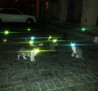 Illustration de l'article : 20 photos de chats qui ont agi de manière inattendue et hilarante