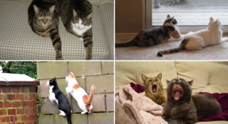 Illustration de l'article : 20 photos de chats qui ont agi de manière inattendue et hilarante