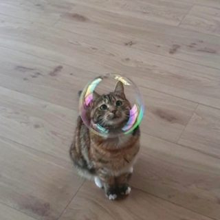Illustration de l'article : 20 photos de chats qui ont agi de manière inattendue et hilarante