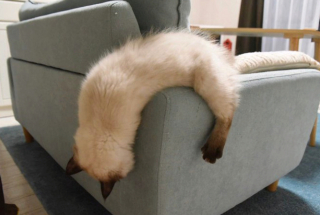 Illustration de l'article : 20 photos de chats qui ont agi de manière inattendue et hilarante