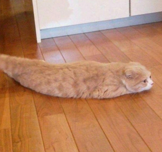 Illustration de l'article : 20 photos de chats qui ont agi de manière inattendue et hilarante