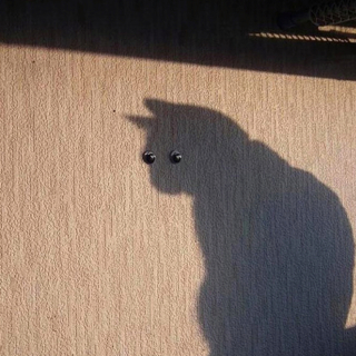 Illustration de l'article : 20 photos de chats qui ont agi de manière inattendue et hilarante