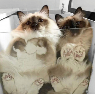Illustration de l'article : 20 photos de chats qui ont agi de manière inattendue et hilarante