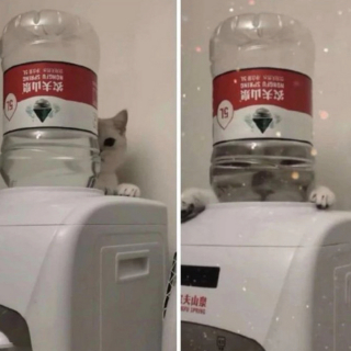 Illustration de l'article : 20 photos de chats qui ont agi de manière inattendue et hilarante