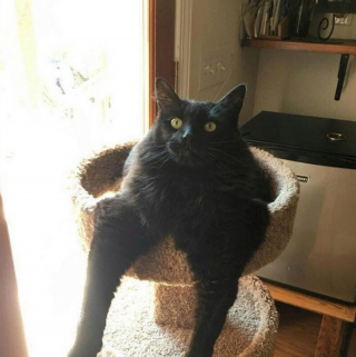Illustration de l'article : 20 photos de chats qui ont agi de manière inattendue et hilarante