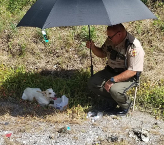Illustration de l'article : Un policier protège un chien errant du soleil avec un parapluie en attendant de pouvoir l'emmener au refuge