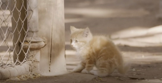 Illustration de l'article : Des chatons errants s'introduisent dans un sanctuaire pour singes et une amitié improbable voit le jour
