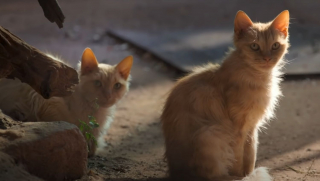 Illustration de l'article : Des chatons errants s'introduisent dans un sanctuaire pour singes et une amitié improbable voit le jour