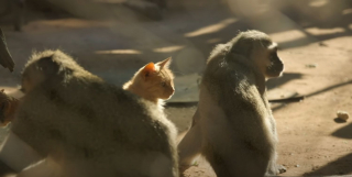 Illustration de l'article : Des chatons errants s'introduisent dans un sanctuaire pour singes et une amitié improbable voit le jour