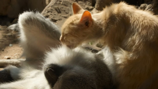 Illustration de l'article : Des chatons errants s'introduisent dans un sanctuaire pour singes et une amitié improbable voit le jour