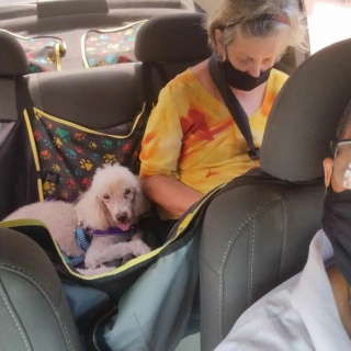 Illustration de l'article : 20 photos géniales prises par un chauffeur de taxi pour animaux de compagnie avec ses "clients"