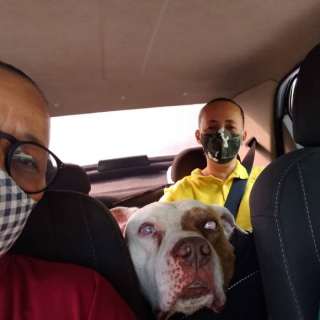 Illustration de l'article : 20 photos géniales prises par un chauffeur de taxi pour animaux de compagnie avec ses "clients"