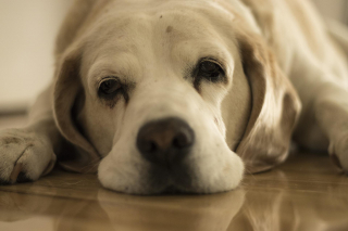 Illustration de l'article : Journée de l'arthrose : Hill's Pet Nutrition et Zoetis vous encouragent à faire diagnostiquer votre chien pour améliorer sa qualité de vie