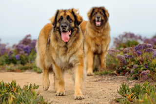 Article illustration: The 14 largest dog breeds
