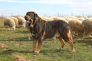 Article illustration: The 14 largest dog breeds