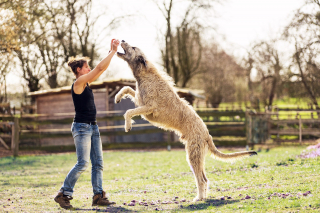 Illustration de l'article : Les 14 plus grandes races de chiens