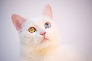 Illustration de l'article : Ces 20 races de chats sont les plus mignonnes, d'après la science