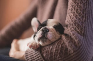 Illustration de l'article : 6 points essentiels auxquels il faut penser avant d'adopter un chien