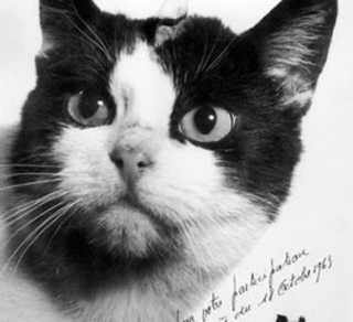 Illustration de l'article : 10 faits concernant les chats qui pourraient vous surprendre