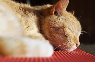 Illustration de l'article : 10 faits concernant les chats qui pourraient vous surprendre