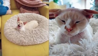 Illustration de l'article : Associations et vétérinaires dénoncent ces vidéos où les chats sont harcelés pour des likes sur les réseaux sociaux