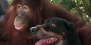 Illustration de l'article : 10 histoires émouvantes et insolites avec des chiens