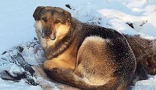Illustration de l'article : 10 histoires émouvantes et insolites avec des chiens