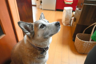 Illustration de l'article : Rescapé d'un grave accident, cet ancien chien errant s'est donné pour mission de veiller sur les écoliers
