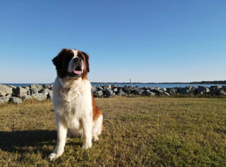 Illustration de l'article : 20 clichés magnifiques pour (re)découvrir la beauté du Saint-Bernard