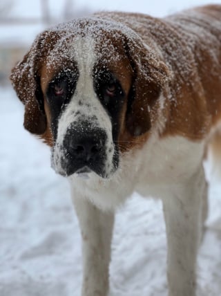 Illustration de l'article : 20 clichés magnifiques pour (re)découvrir la beauté du Saint-Bernard