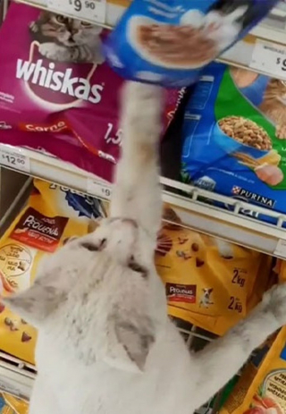 Illustration de l'article : Dans un magasin, elle tombe nez à nez avec un chat qui la guide vers son rayon préféré