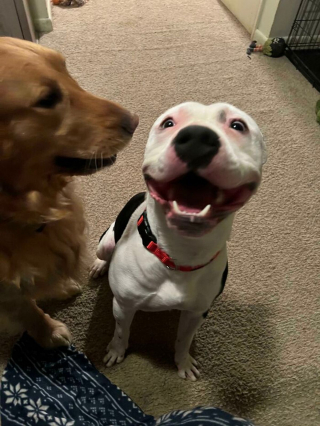 Illustration de l'article : 20 chiens et chats qui vont vous toucher en plein cœur et vous donner le sourire