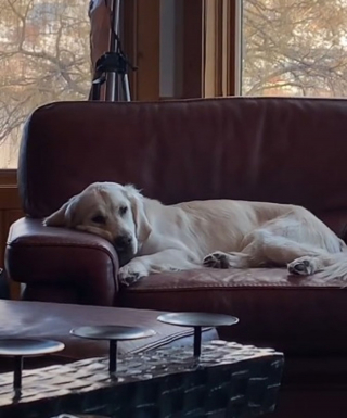 Illustration de l'article : Instant douceur : ce Golden Retriever s'endort uniquement quand son humaine préférée lui tient la patte ! (Vidéo)