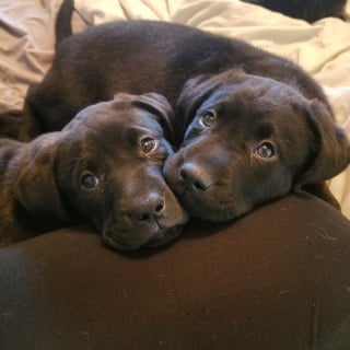 Illustration de l'article : 12 photos d'animaux pour lesquels le lien fraternel est plus fort que tout
