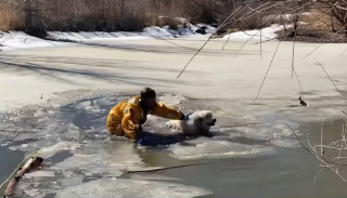 Illustration de l'article : Un pompier saute dans un étang glacé afin d'en extirper un chien prisonnier (vidéo)