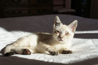 Mourant Et Livre A Lui Meme Un Chaton Peut Remercier Sa Bonne Etoile D Avoir Fait Une Rencontre Salvatrice