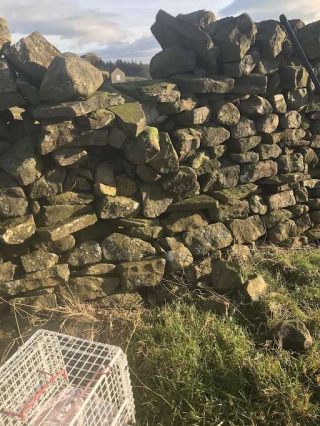 Illustration de l'article : Un chien en promenade repère un chat coincé dans un mur en pierre : une opération de sauvetage est lancée