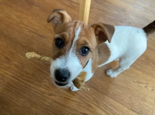 Illustration de l'article : 20 photos de Jack Russell Terriers, des petites boules de poils affectueuses et joyeuses