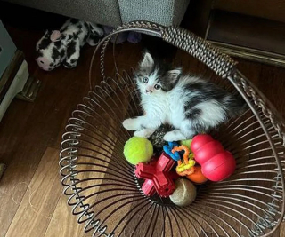 Illustration de l'article : Trouvé dans un buisson, ce chaton affamé et infesté de puces commence une nouvelle vie auprès d'un chiot devenu son meilleur ami
