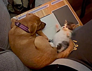 Illustration de l'article : Trouvé dans un buisson, ce chaton affamé et infesté de puces commence une nouvelle vie auprès d'un chiot devenu son meilleur ami