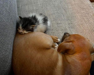 Illustration de l'article : Trouvé dans un buisson, ce chaton affamé et infesté de puces commence une nouvelle vie auprès d'un chiot devenu son meilleur ami