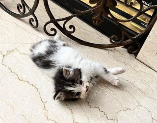 Illustration de l'article : Trouvé dans un buisson, ce chaton affamé et infesté de puces commence une nouvelle vie auprès d'un chiot devenu son meilleur ami