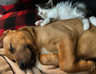 Illustration de l'article : Trouvé dans un buisson, ce chaton affamé et infesté de puces commence une nouvelle vie auprès d'un chiot devenu son meilleur ami