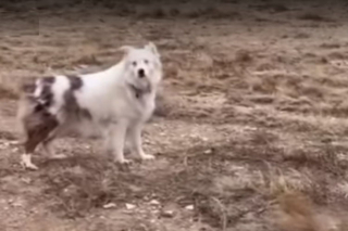 Illustration de l'article : Les émouvantes retrouvailles entre un chien aveugle et son grand père séparés pendant 1 an à cause de la pandémie (vidéo)