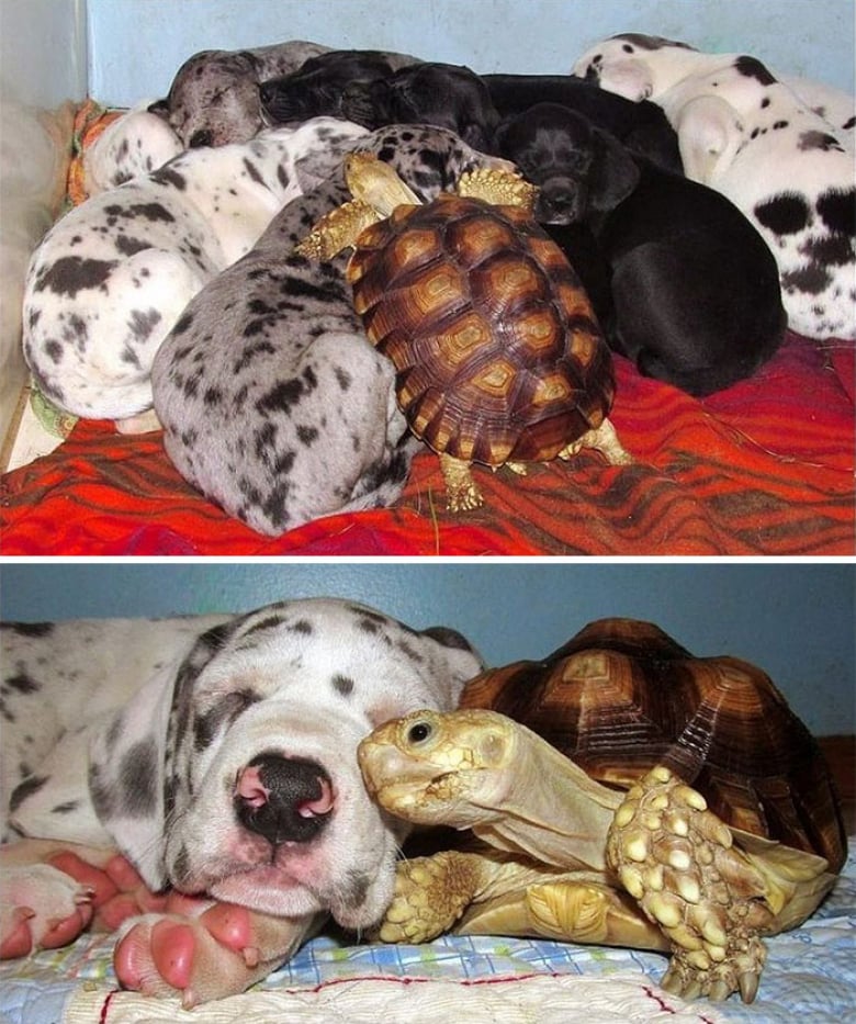 https://www.woopets.fr/assets/ckeditor/2022/mar/actualities/13317/xl/xx-photos-de-tortues-qui-vont-vous-attendrir-006fc9b0a.jpeg
