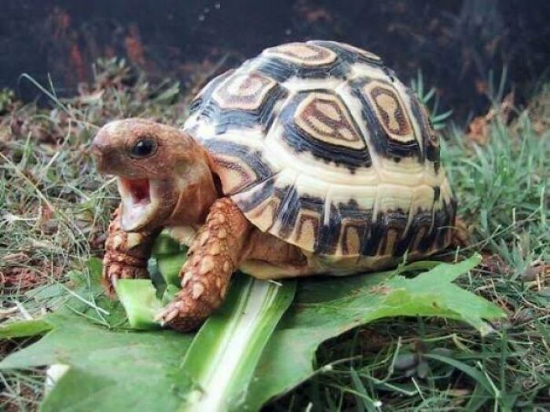 https://www.woopets.fr/assets/ckeditor/2022/mar/actualities/13317/xl/xx-photos-de-tortues-qui-vont-vous-attendrir-af604b69f.jpeg